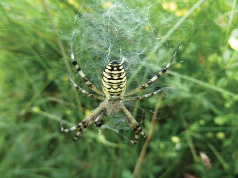 Bugdens Meadow is now a haven for insects and spiders, like the wasp spider...