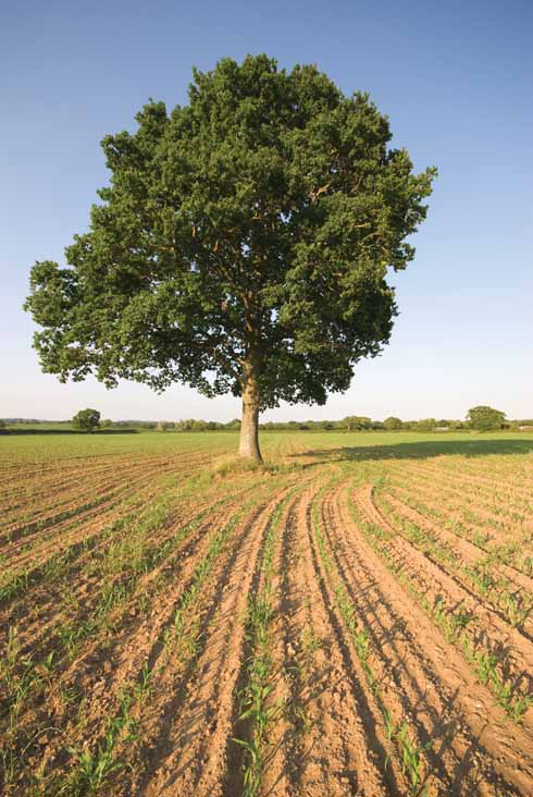 411edWALK4 Although the Blackmore Vale is predominantly a pasture/dairy area, arable fields are becoming more of a feature