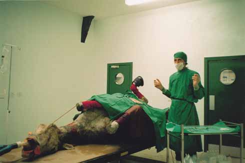 511edCerne5 Anthony Sargent with a patient inside the then new equine veterinary practice