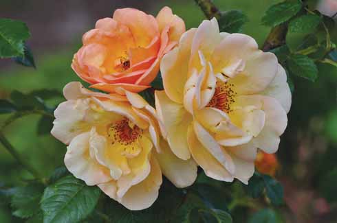 ROSA 'MAIGOLD' Peachy tones of Rosa ‘Maigold’