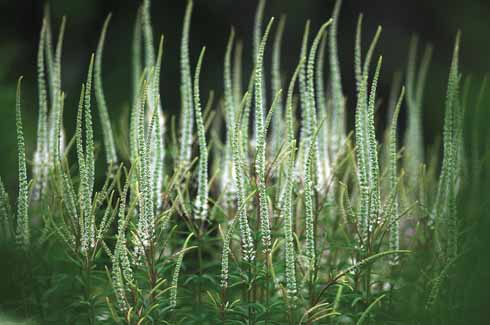 511edGARDEN5 Veronicastrum virginicum ‘Spring Dew’