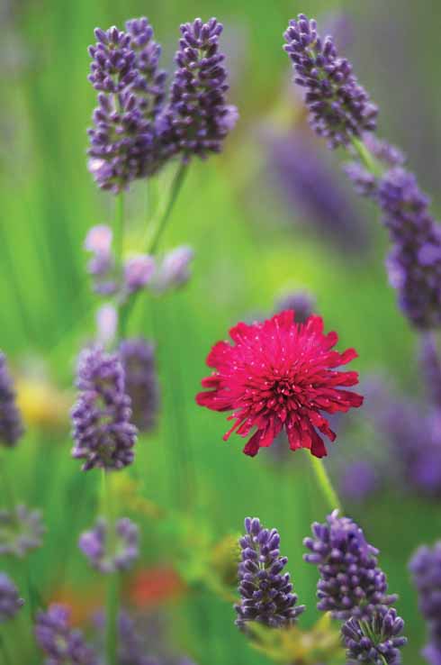 511edGARDEN6 Knautia and lavender pair well