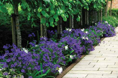 511edGARDEN7 Pleached lime walk border