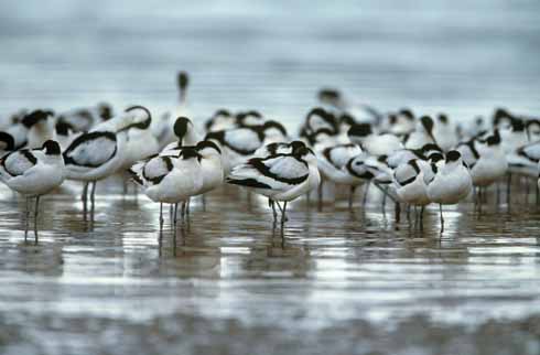 The Brownsea Island lagoon is an important site for wintering for avocets