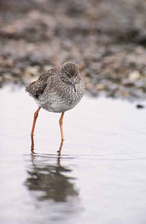 Redshank can be seen on the Fleet and attempts are being made to establish them at Winfrith