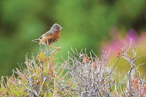 This Dartford warbler is pictured at the Arne reserve