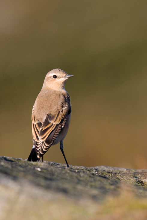 Portland is a popular spotting place for northern wheatear