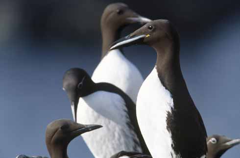 Common guillemots can be seen at Durlston and also at Portland
