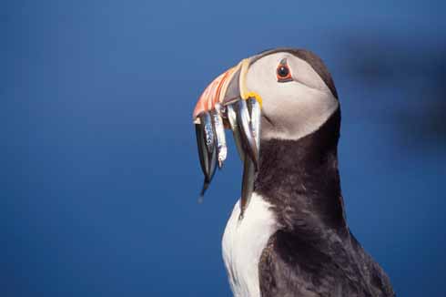 Dancing Ledge is the ‘most reliable site’ in Dorset for puffins