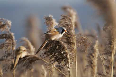 Radipole is a good place to catch sight of a bearded reedling