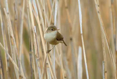 Christchurch has a range of habitats and is often a favoured visiting site of various warblers, like this reed warbler
