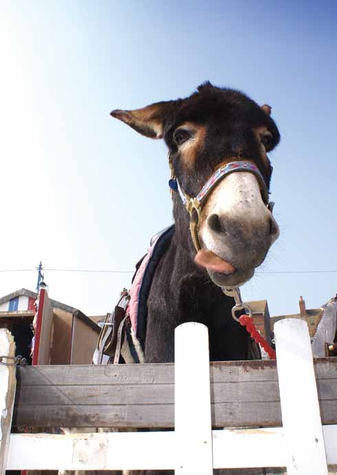 Sooty, the award-winning donkey, pulls one of her party pieces