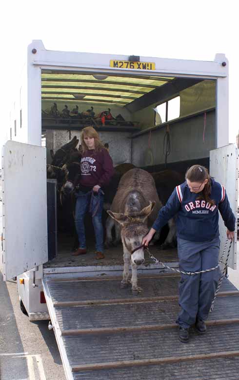 After their journey from Preston, the donkeys are tethered in an enclosure on the beach while they get a final grooming session