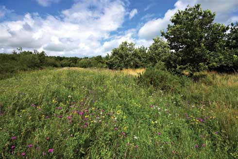 A view of one of the main rides showing the rich sward of grasses and wild flowers in mid summer
