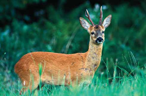 Roe deer, like this buck, graze the rough pasture at dawn and dusk