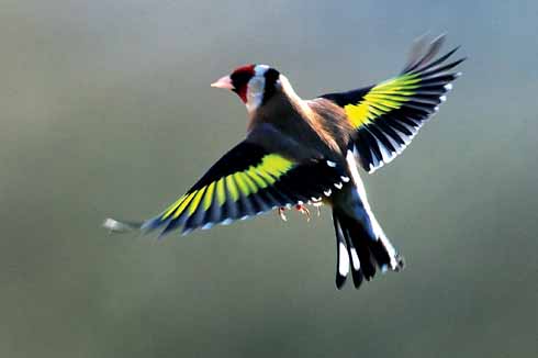 Charms of goldfinches hover around the thistles and teasels in late summer
