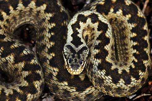 A beautifully-marked adder photographed at Alner’s Gorse