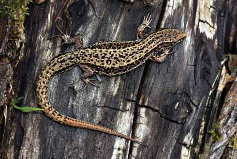 A common lizard basking on a log pile