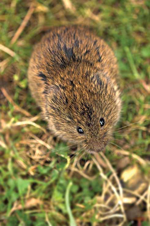 The rough grassland is ideal habitat for the field vole, which, in turn, attracts predators like owls, hawks and foxes