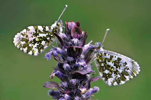  A pair of orange-tip butterflies at rest on a bugle flower