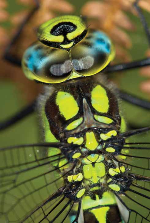 This southern hawker dragonfly was photographed in the hedge alongside the main track. As the frame is filled with the insect’s head and thorax, it is possible to see the mechanical-like workings of its wings.