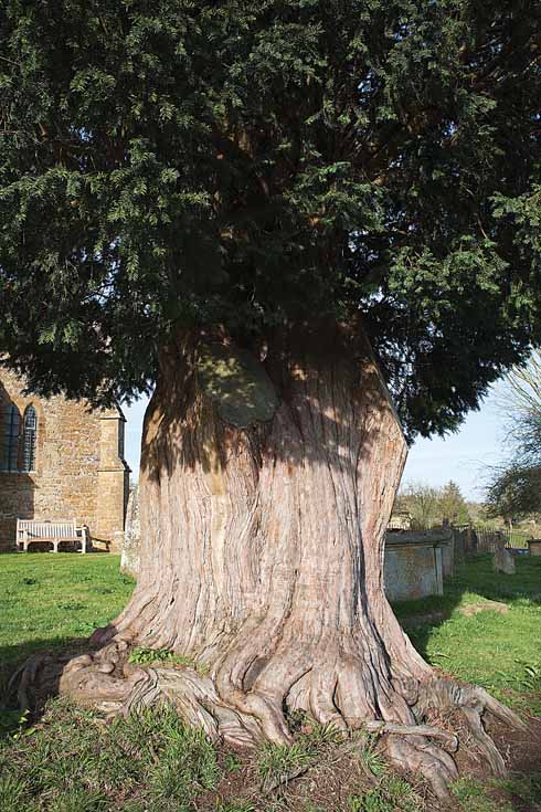 711EdWalk3 The massive trunk of the yew tree at Stoke Abbott church
