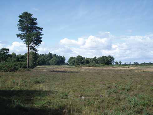 The Holt Heath National Nature reserve (NNR) covers an area of 488 Ha (1205 acres)