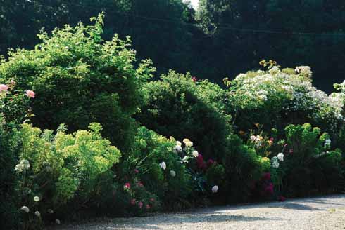 Repeat planting in a mature border