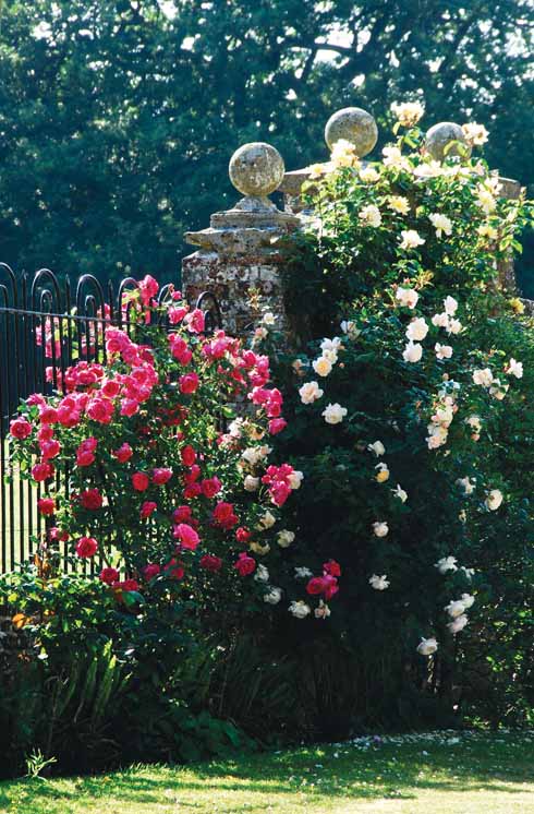 Welcoming roses on the boundary fence