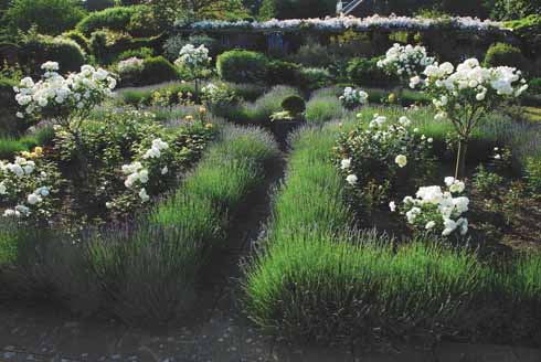 Roses and lavender – an irresistible combination