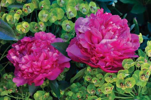 Peony and euphorbia blend beautifully