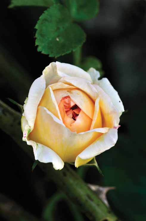 Beautifully scented climbing rose ‘Alchemist’.