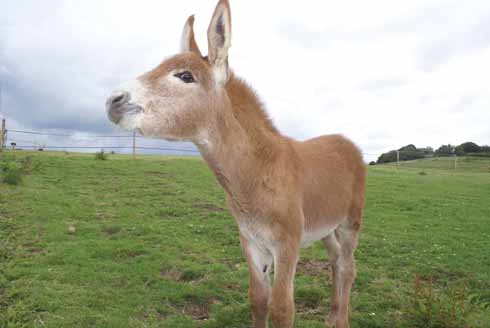 Janey and Johnny the Zeedonks; they are the offspring of a jack donkey and a Grants Zebra