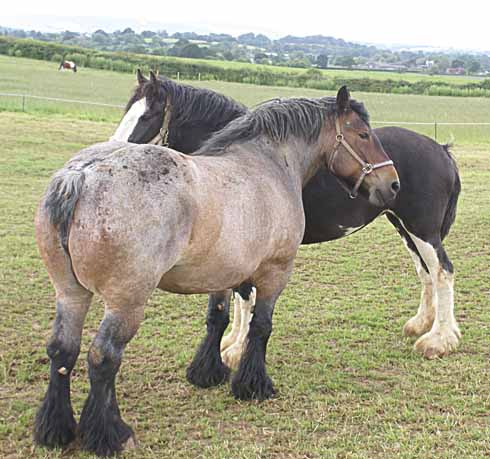 Janey and Johnny the Zeedonks; they are the offspring of a jack donkey and a Grants Zebra