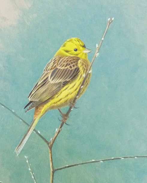 Yellowhammer on blackthorn, Ryme Intrinseca, April '11 (detail). Oil, 18 x 12 inches.