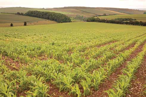 811edWalk2 The walk takes in arable farmland as well as grazing land