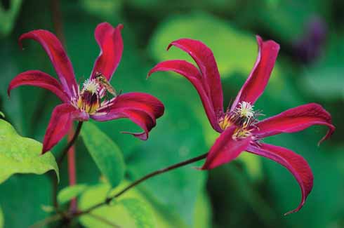  Delicately flowered Clematis texensis.