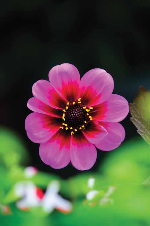Dahlia ‘Giselle’ takes the stage.