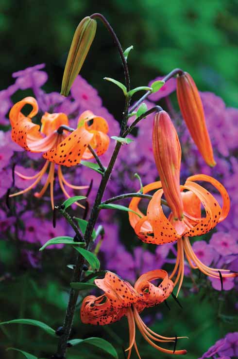 Tiger lily – just one of a huge collection..