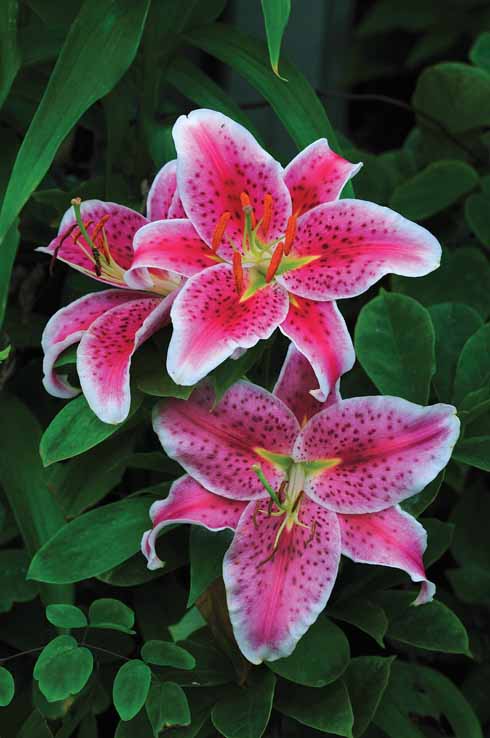  Popular oriental Lilium x ‘Stargazer’.