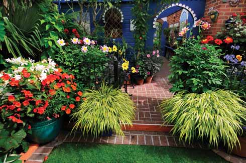 The explosion of colour in Malcolm’s garden.
