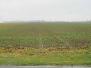 The flat, open terrain to the north of the quiet lane leading from Azincourt to its tiny neighbour, Tramecourt; the killing fields of Agincourt. In 1415 dense woodland lay to east and to west, which is why Henry advanced his small, raggle-taggle army into the narrow 'neck' between...