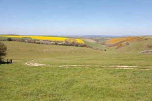 'Bottom' merely refers to a valley in Dorset place names