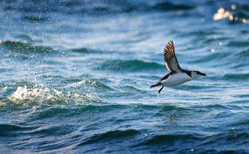 Looking like a penguin that's just on the cusp of solving an insoluble problem, this razorbill attempts take-off in Weymouth Bay