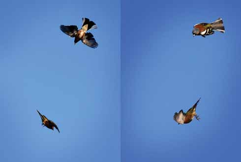 Not so much chaffinches as chav finches. These two brawling males in East Bexington kept Steve busy with his framing and focusing.