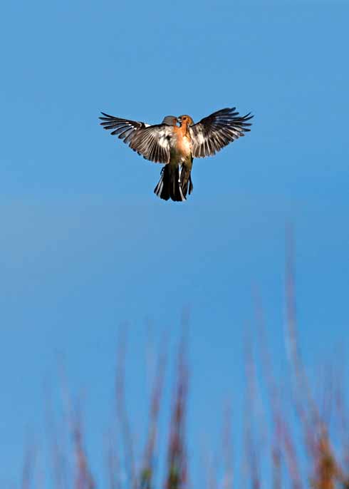 316EdLeadoffBelasco_415_4275+rsz+