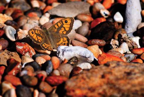 A wall butterfly – which gets its name from resting two-thirds open on any surface, chooses to warm itself on the pebbles on Chesil Beach near Abbotsbury