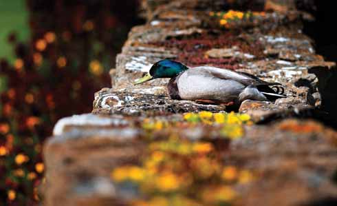 A mallard near Abbotsbury takes time out of his day to rest on a warm wall and keep out of the prevailing wind