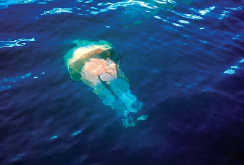 A barrel jellyfish lurks just beneath the sea's surface. Weighing up to 35kg, the animal lacks a brain, heart or indeed blood. They eat plankton and are ancient in evolutionary terms, being twice as old as the oldest part of the Jurassic Coast.