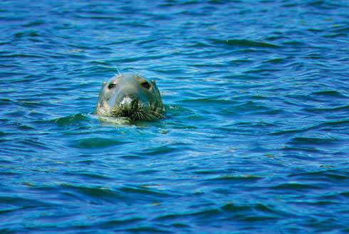 A grey seal bobs on the surface of the sea at Portland Bill